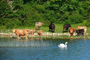 Czy krowy pływają?